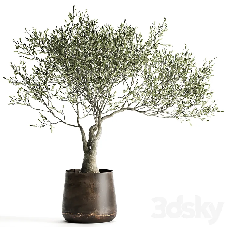 A small olive tree in a rusty metal pot and flowerpot.  969. 3DS Max