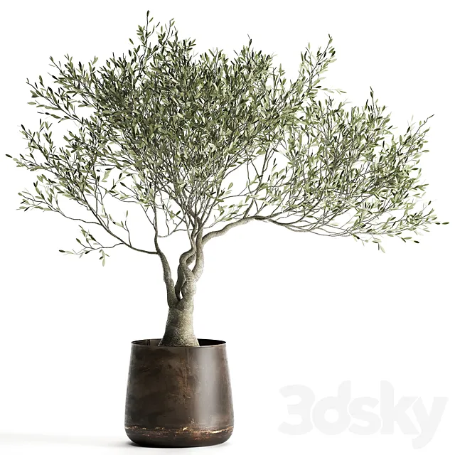 A small olive tree in a rusty metal pot and flowerpot.  969. 3DSMax File
