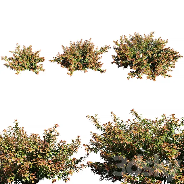 Abelia x grandiflora RED 3DS Max Model