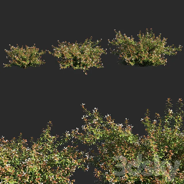 abelia x grandiflora_flower op3 3DS Max Model