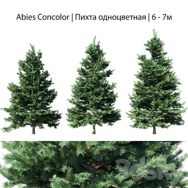 Abies Concolor 6 – 7m 3DSMax File