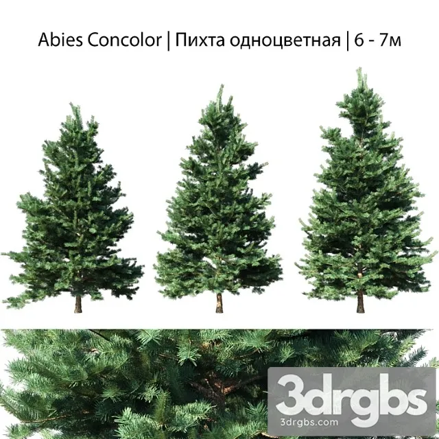 Abies concolor 6 – 7m