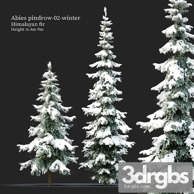 Abies Pindrow Winter 02 3dsmax Download