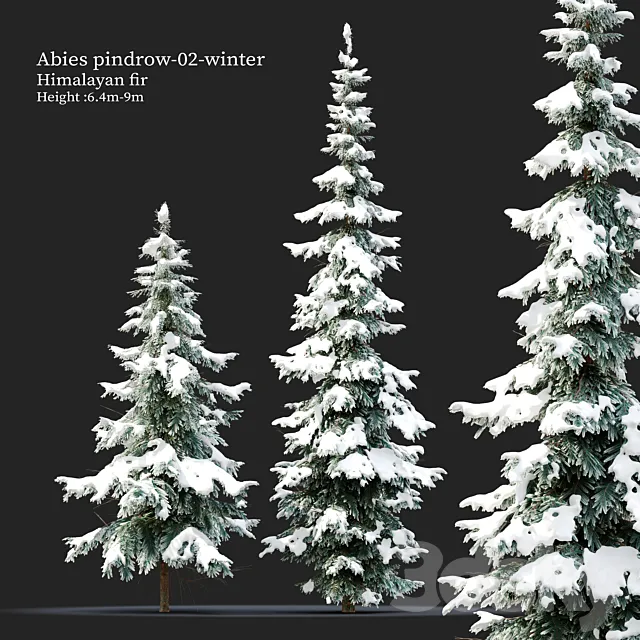 Abies pindrow-winter-02 3DS Max Model