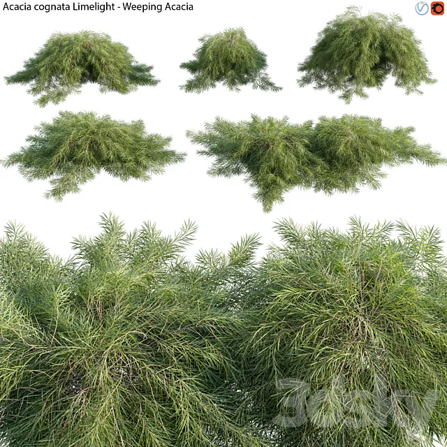 Acacia cognata Limelight – Weeping Acacia – 01 3ds Max