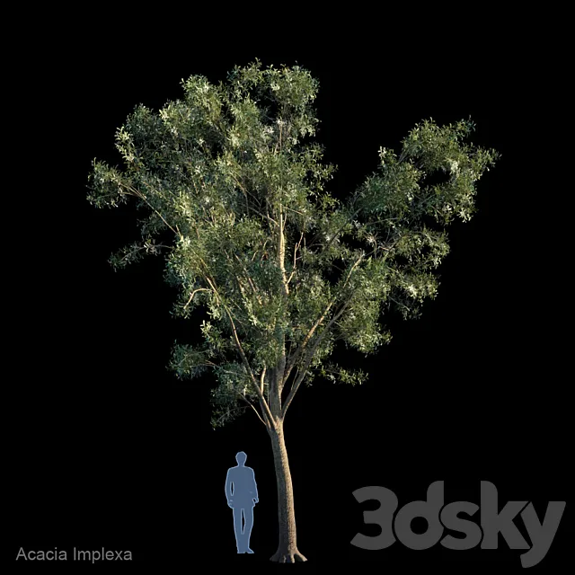 Acacia Implexa 3DS Max Model