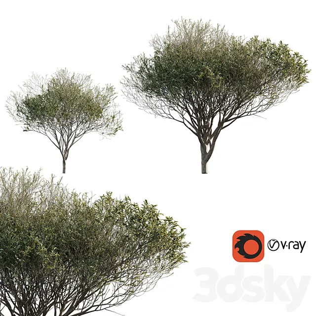 Acacia tortilis (Vachellia tortilis) 3ds Max