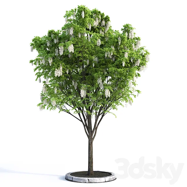 Acacia Tree 3DS Max Model