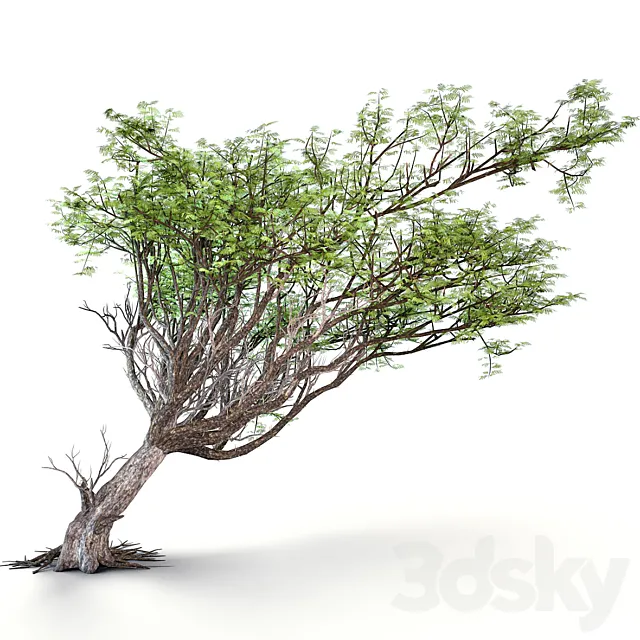 Acacia tree 3ds Max