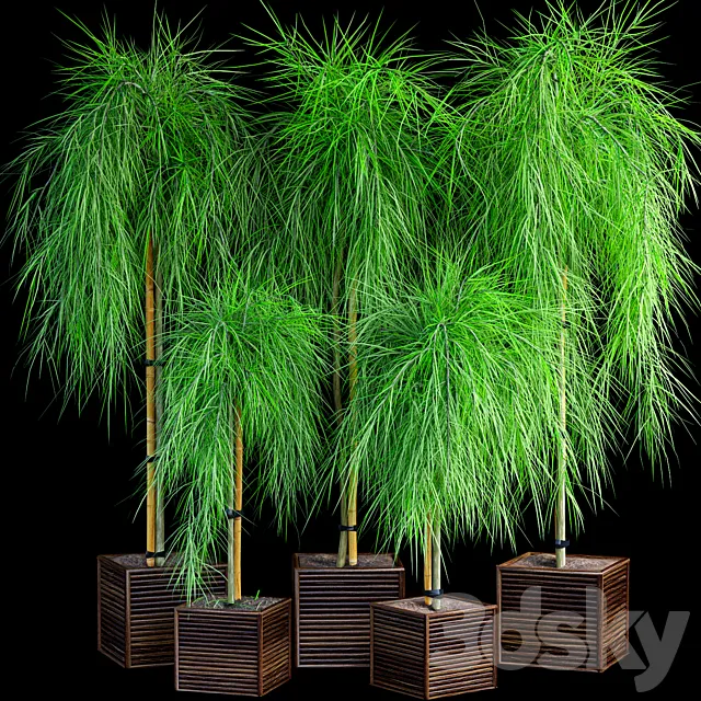 Acacia Waterfall Plant Set 3dsMax Model