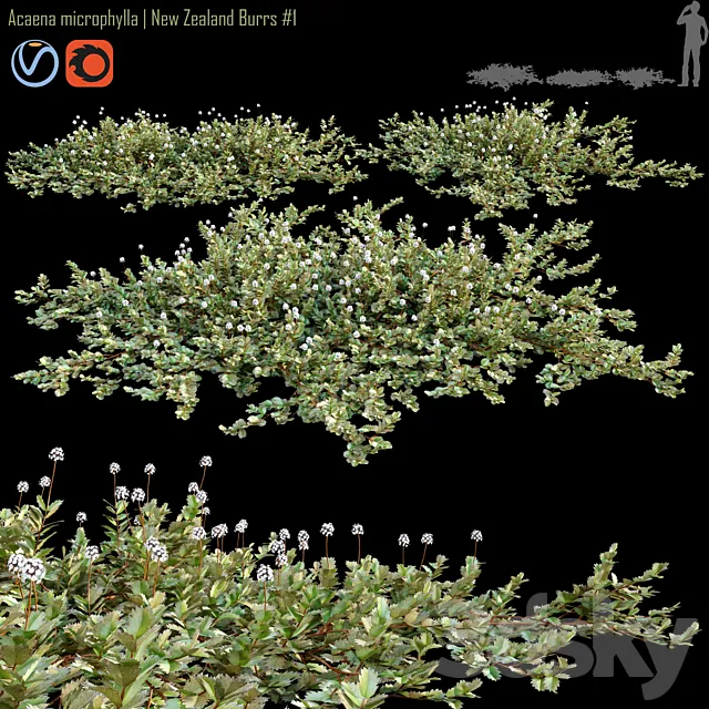 Acaena microphylla | New Zealand Burrs # 1 3DS Max Model