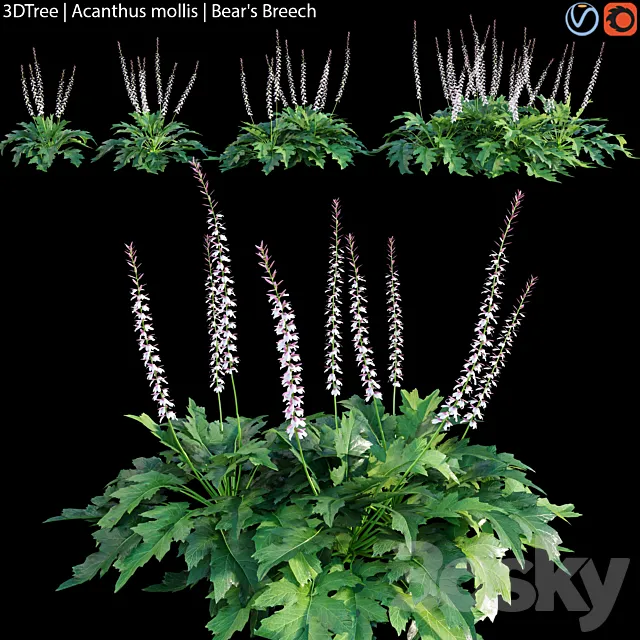 Acanthus mollis | Bear’s breech 3ds Max