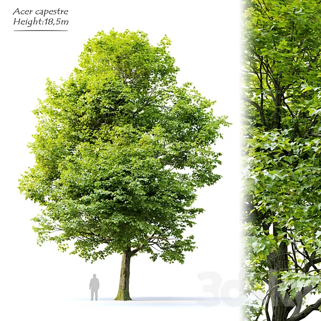 Acer campestre 3DS Max Model