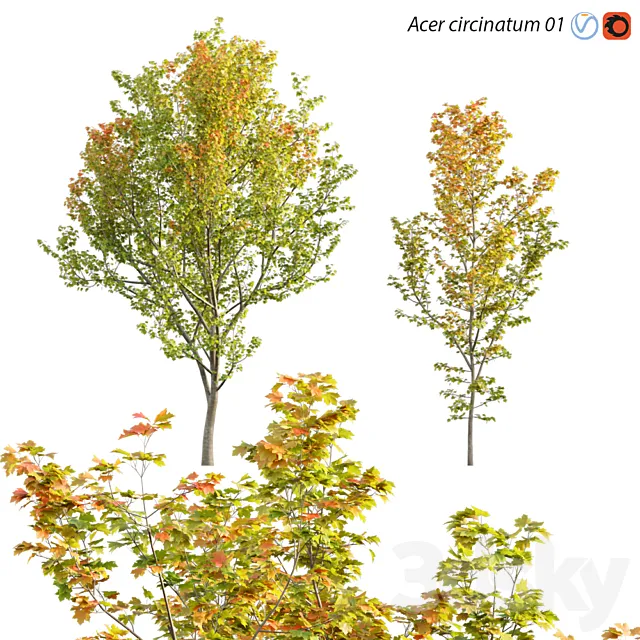 Acer circinatum | Vine Maple 01 3DSMax File
