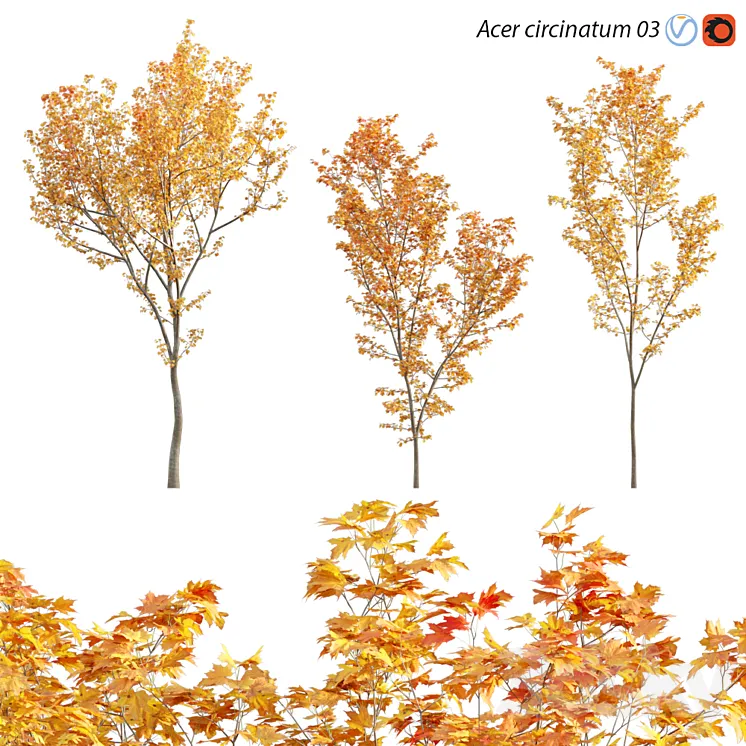 Acer circinatum – Vine Maple 03 3DS Max