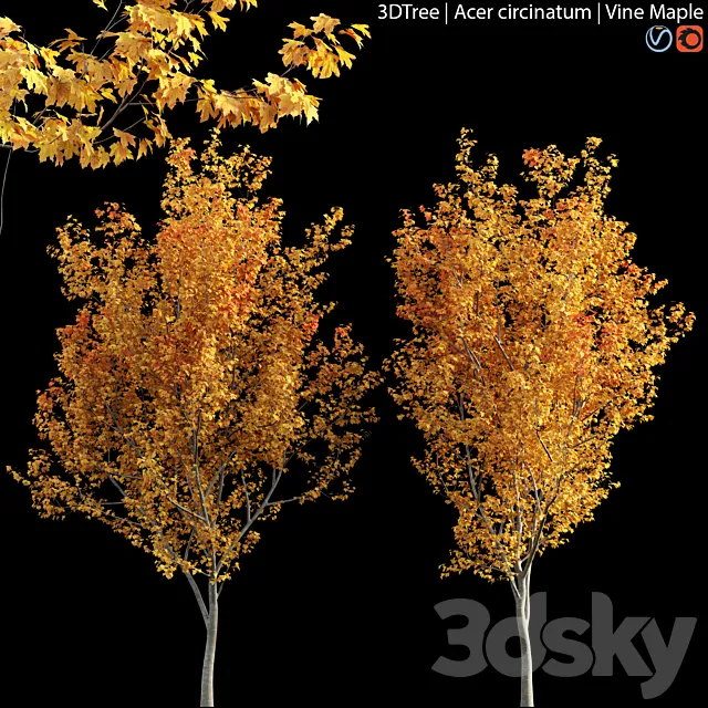 Acer circinatum | Vine Maple 04 3ds Max