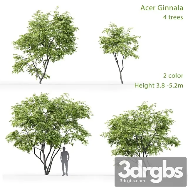 Acer ginnala