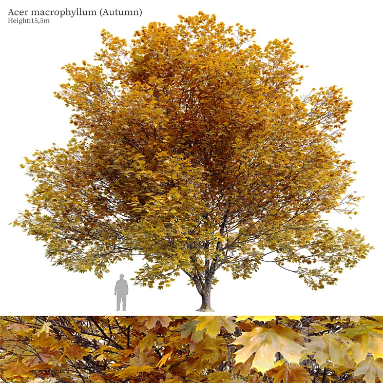 Acer macrophyllum (autumn) 3DS Max Model