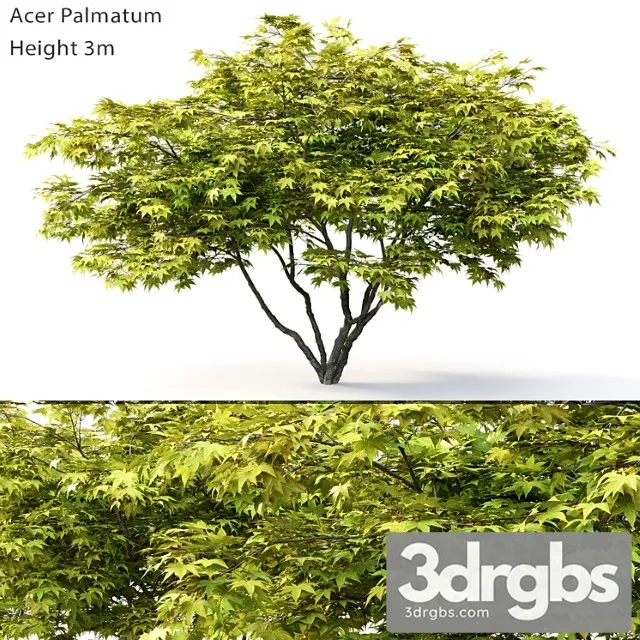 Acer Palmatum 2 3dsmax Download