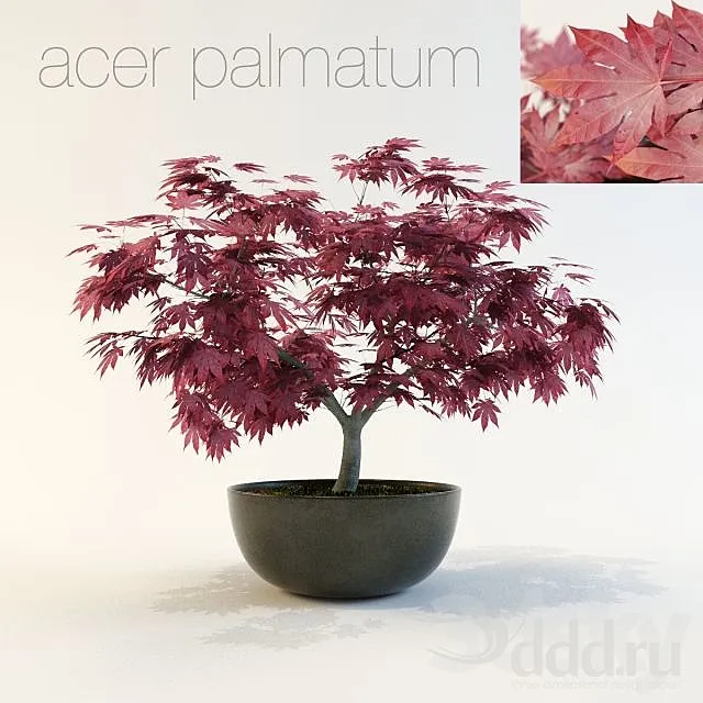 Acer palmatum 3ds Max