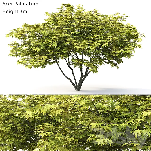 Acer Palmatum 3DS Max Model