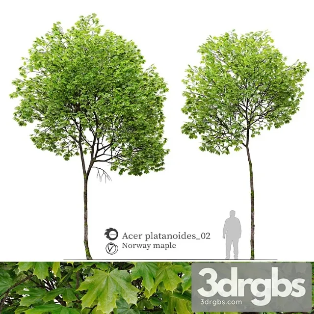 Acer platanoides 02