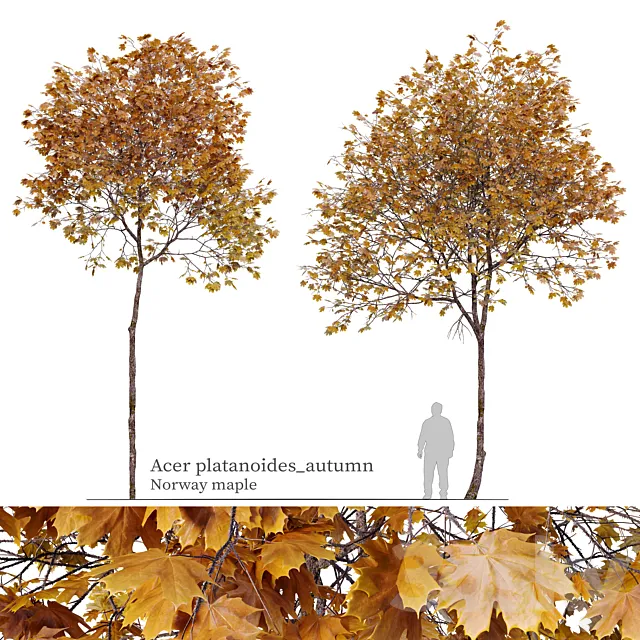 Acer platanoides (autumn) 3ds Max