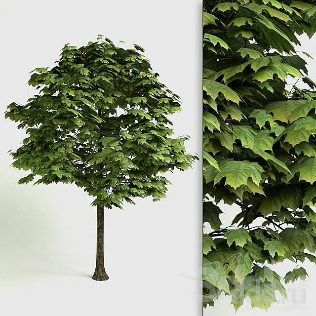 Acer Platanoides – detailed 3D Tree 3ds Max