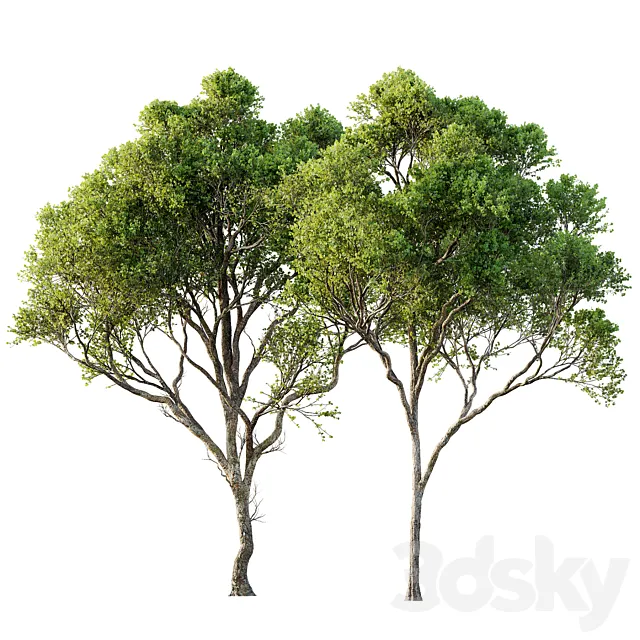 Acer Pseudoplatanus 04-spring trees 3ds Max