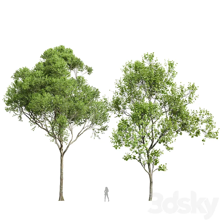 Acer Pseudoplatanus and Acer Saccharinum-2 spring trees 3DS Max