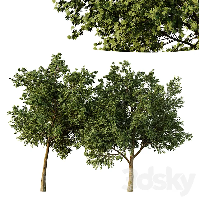 Acer pseudoplatanus Tree01 3ds Max