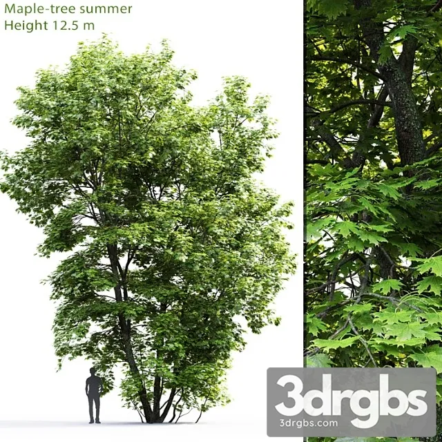 Acer Tree 9 3dsmax Download