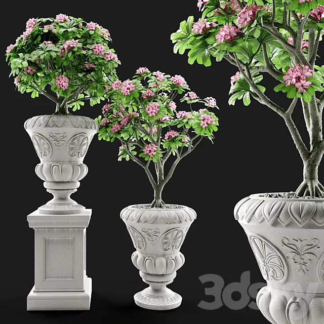 Adenium Desert rose in classic vase. 3DSMax File