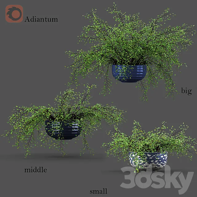 Adiantum or Venus Hair 3DSMax File