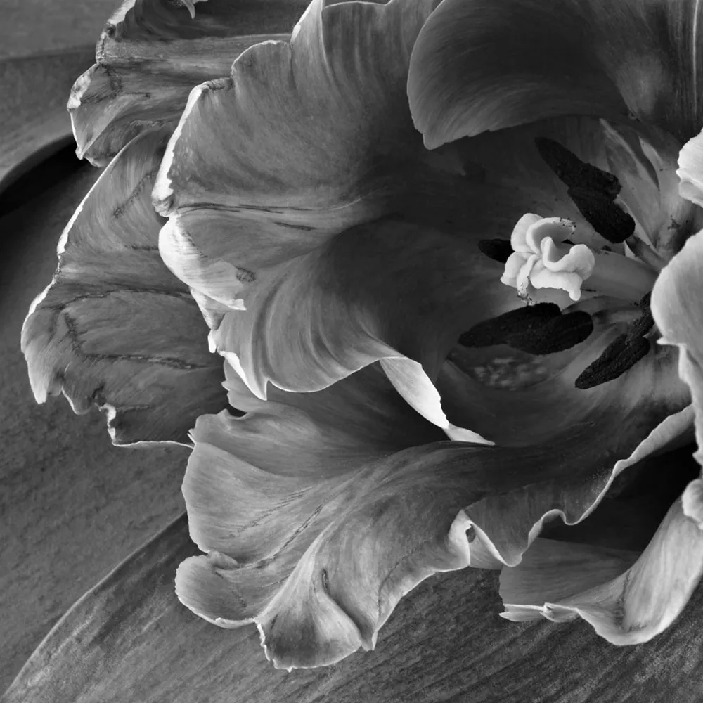 Affreschi & Affreschi  – Wallpaper AY-68 3ds Max