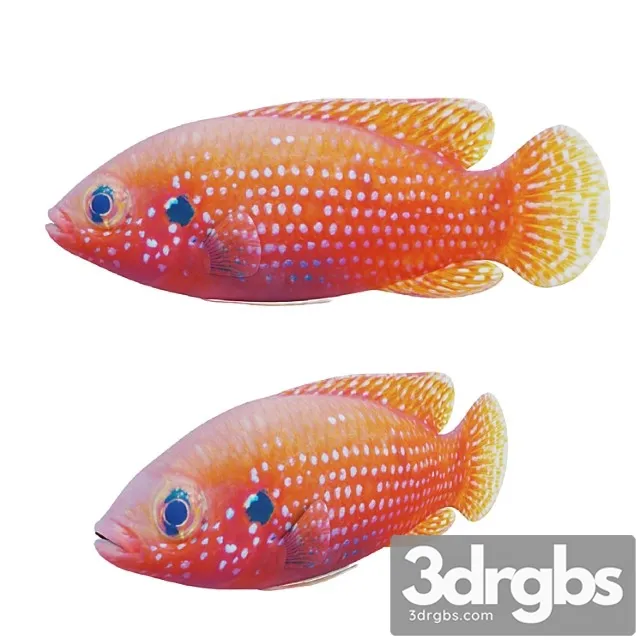 African Jewel Fish 3dsmax Download