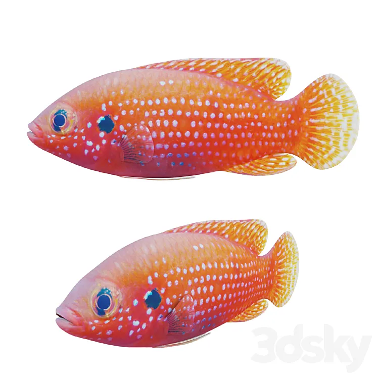 African jewel fish 3DS Max Model