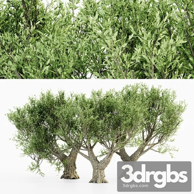 African Olive Tree 1 3dsmax Download