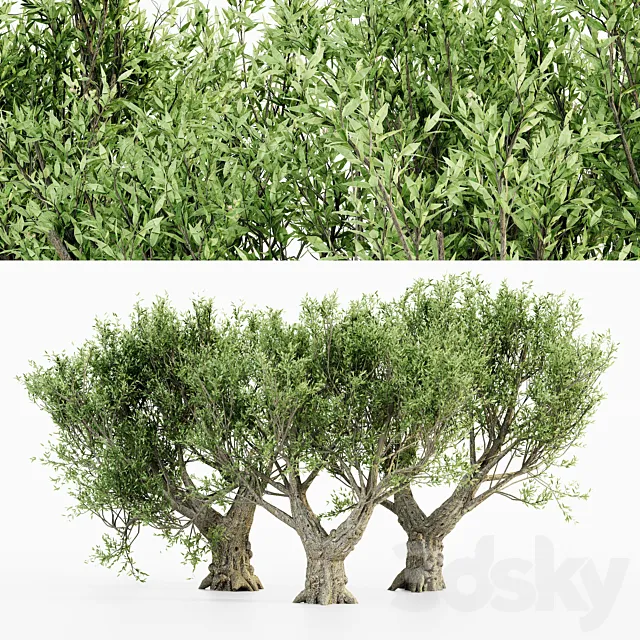 African Olive tree 3DS Max Model