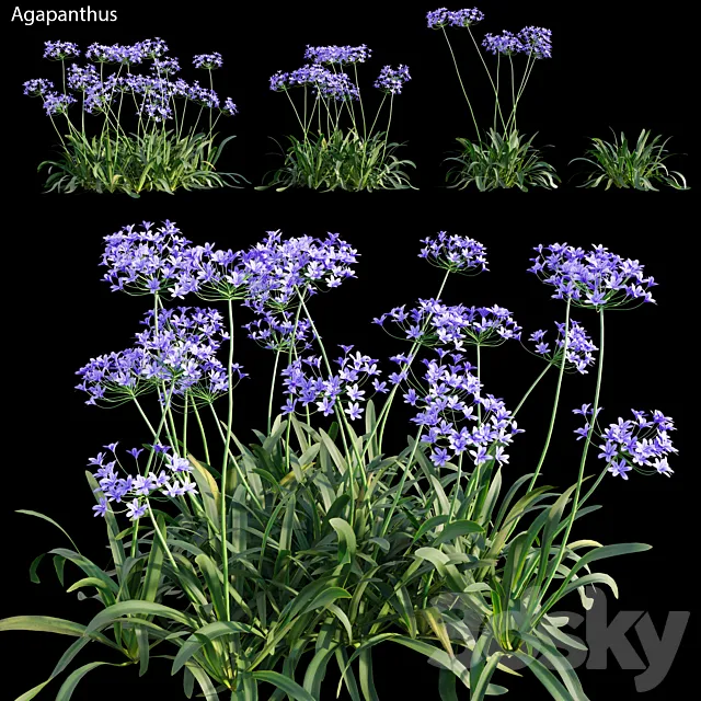 Agapanthus 03 3ds Max