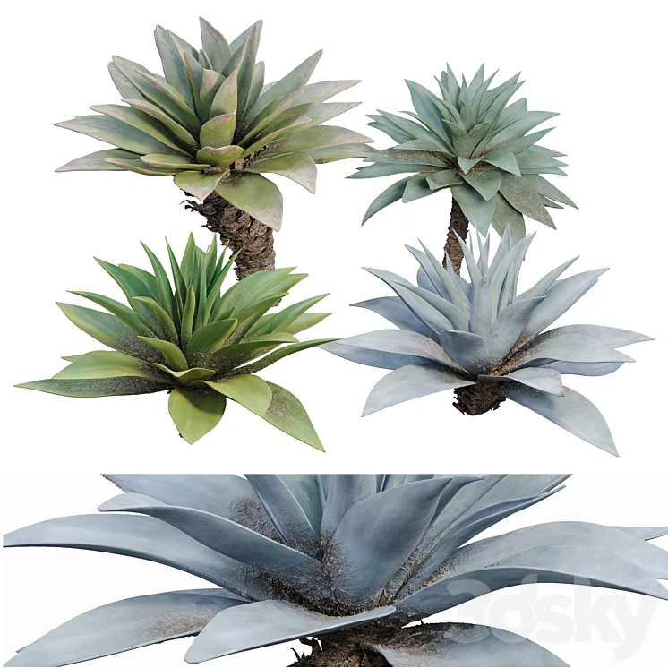 Agave 03 3DS Max Model