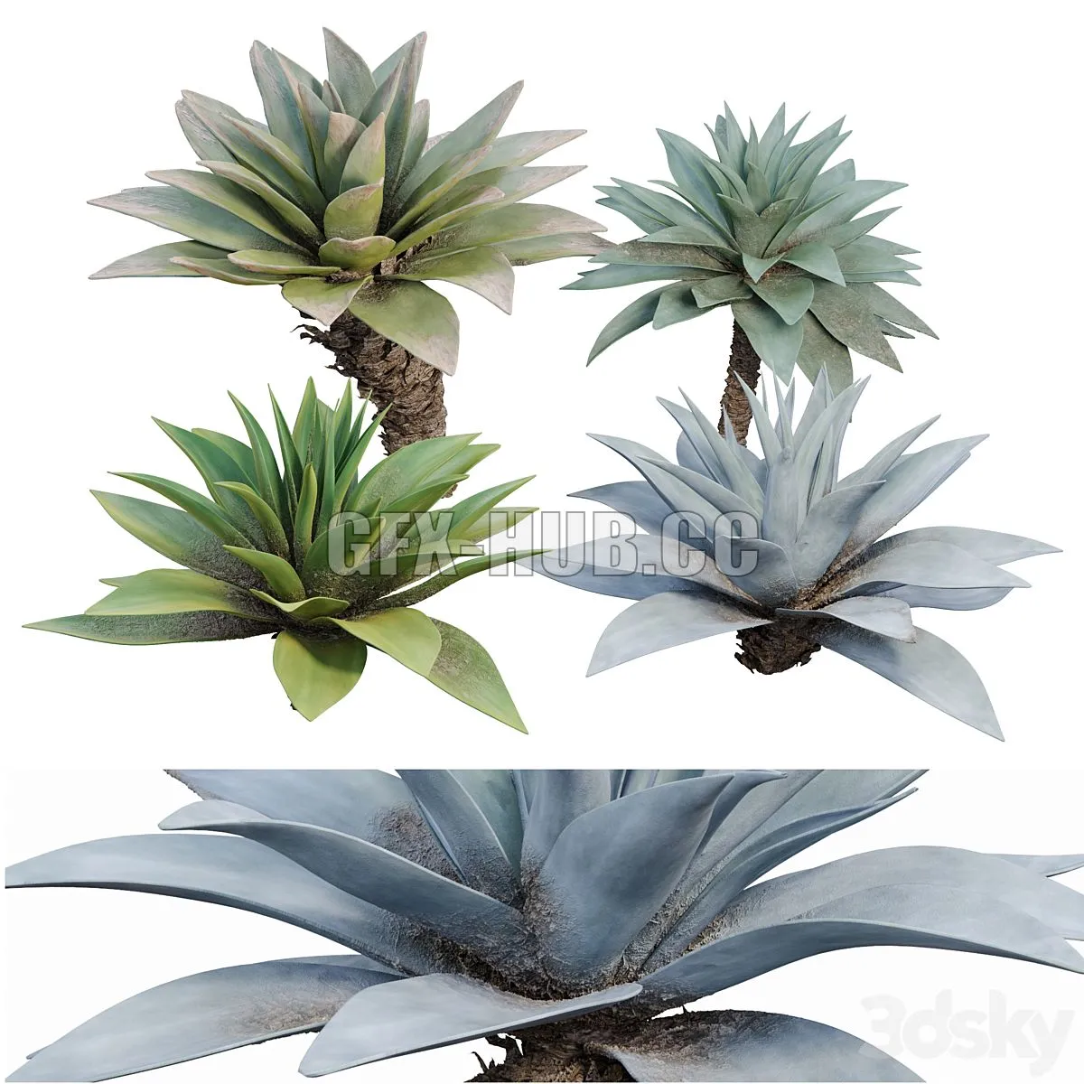 Agave 03 3dsMax Model