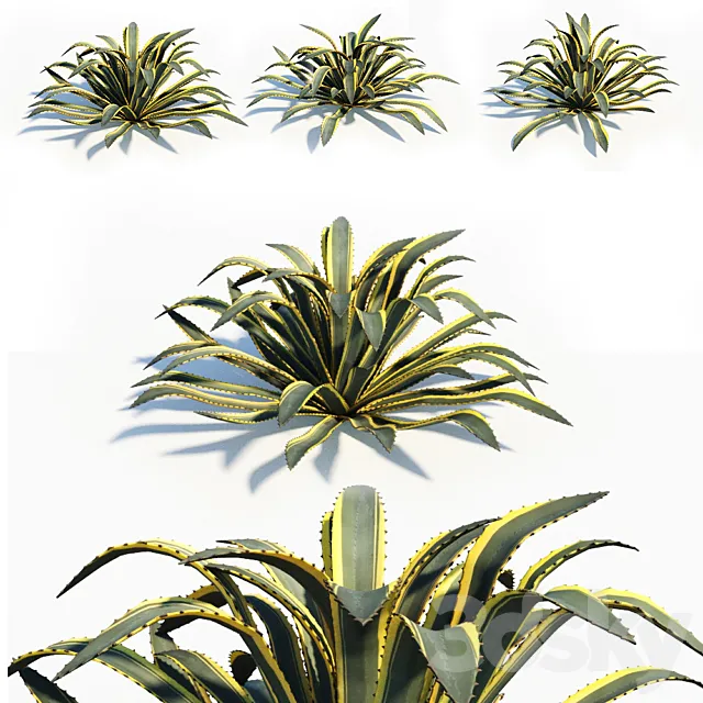 Agave americana 3ds Max