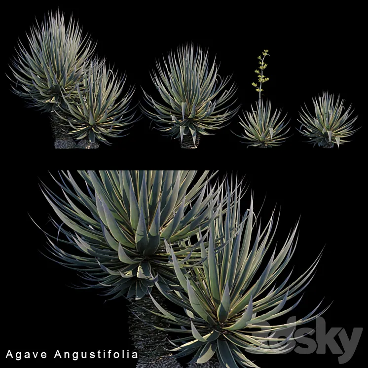 Agave Angustifolia 3DS Max