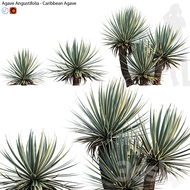 Agave Angustifolia – Caribbean Agave – 01 3DS Max Model