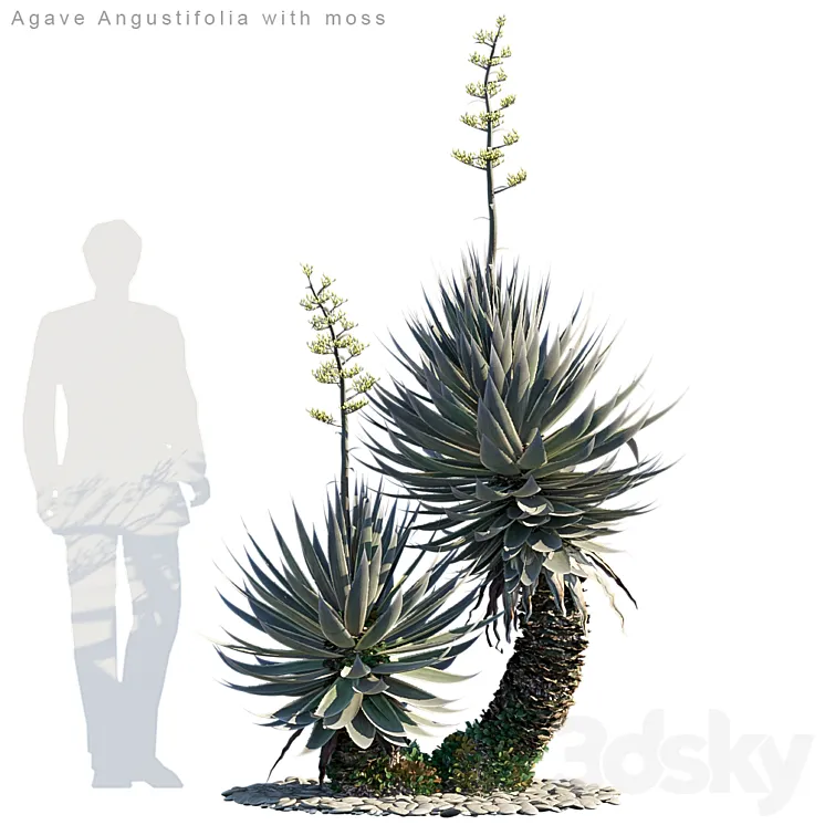 Agave Angustifolia with moss 3DS Max