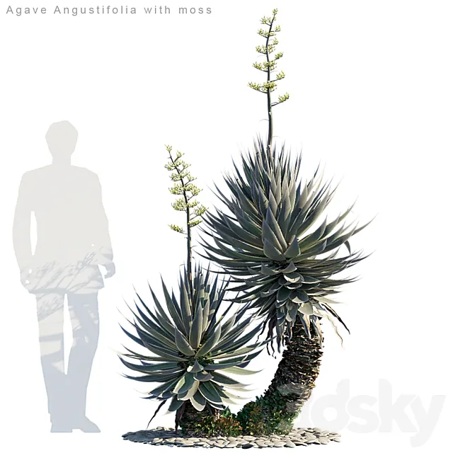 Agave Angustifolia with moss 3DSMax File
