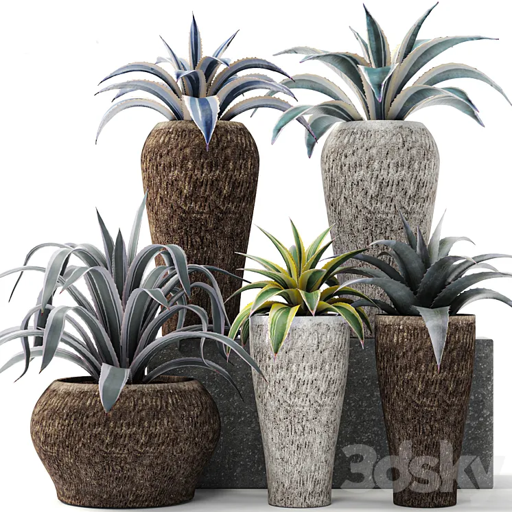 Agave collection agave bush pot flower outdoor flowerpot desert plants landscape design 3DS Max