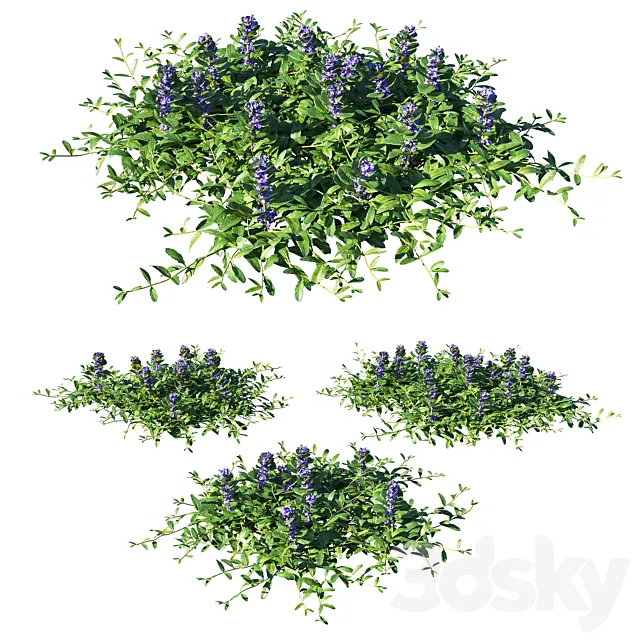 Ajuga reptans grass 3DS Max Model