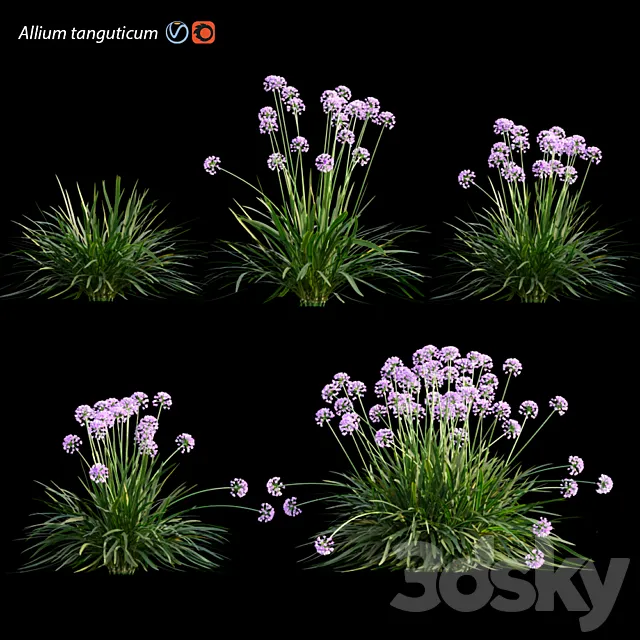 Allium tanguticum_03 3ds Max